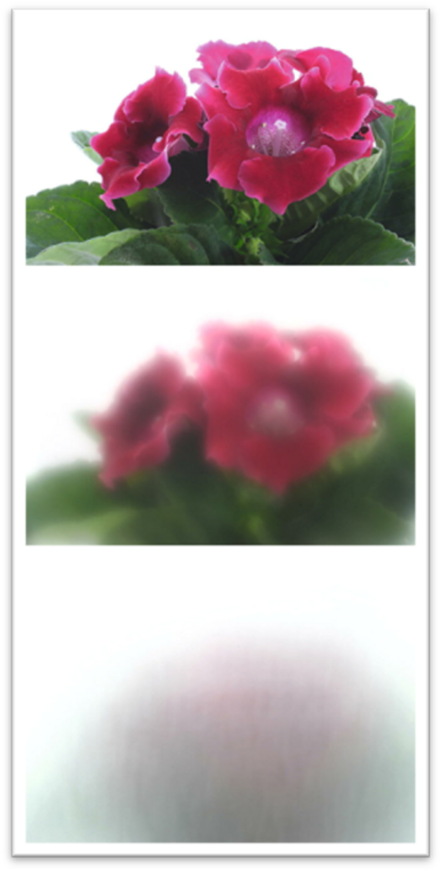Drei Bilder einer Blume, die erste ist gut erkennbar, die zweite verschwommen, die dritte kaum noch erkennbar